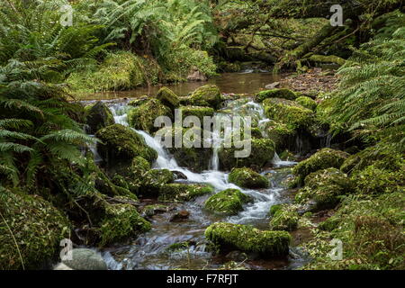 Exmoor Stream im Herbst - East Water, Horner-Tal. Somerset. Stockfoto