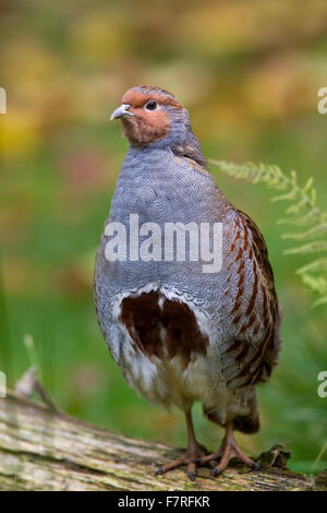 Rebhuhn (Perdix Perdix) männlichen Porträt im Herbst Stockfoto