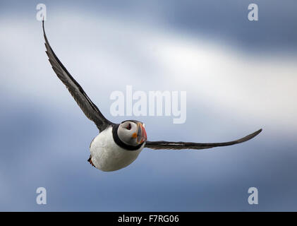 Papageitaucher im Flug auf den Farne Islands Stockfoto