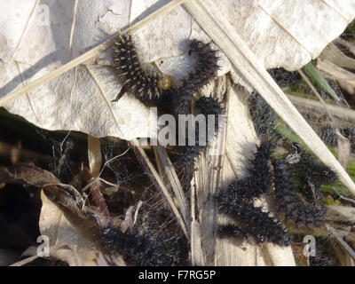 Marsh Fritillary Schmetterlingslarven, Haut ändern Stockfoto