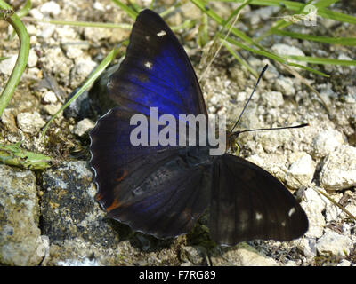 Lila Kaiser Schmetterling, männliche seltene Farbe Form lugenda Stockfoto