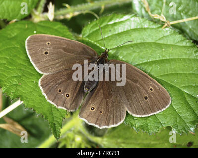 Ringel-Schmetterling, Frauen Stockfoto