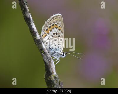 Silber besetzte Blue Butterfly, Weiblich, Unterseite. Stockfoto