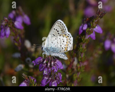 Silber besetzte Blue Butterfly, Männlich, Unterseite. Broxhead, East Hampshire. Stockfoto