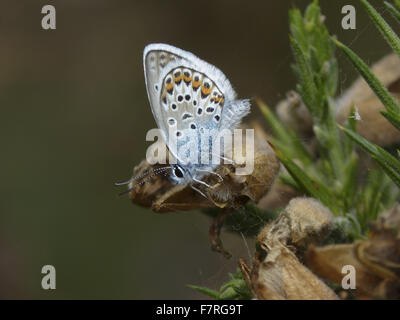 Silber besetzte Blue Butterfly, Männlich, Unterseite. Stockfoto