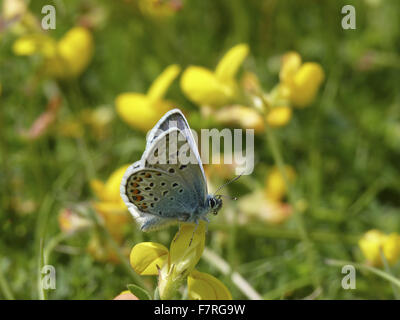 Silber besetzte Blue Butterfly, Männlich, Unterseite. Unterart Cretaceus. Portland. Stockfoto