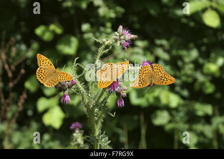 Silber-washed Fritillary Schmetterlinge, drei Männer Stockfoto