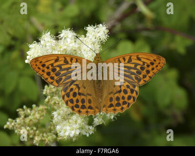 Silber-washed Fritillary Butterfly, Männlich Stockfoto