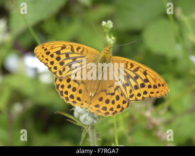 Silber-washed Fritillary Butterfly, Männlich Stockfoto