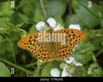 Silber-washed Fritillary Butterfly, Männlich Stockfoto