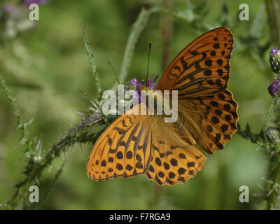 Silber-washed Fritillary Butterfly, Männlich Stockfoto