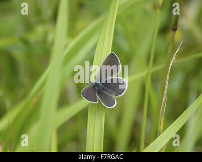 Kleiner blauer Schmetterling, Weiblich Stockfoto