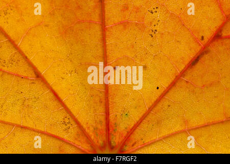 Spitz-Ahorn (Acer Platanoides) Großaufnahme des Blattes in orange Herbstfärbung zeigt Venen Stockfoto