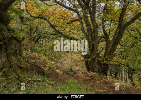 Alten Traubeneiche Pollards im Herbst, am Cloutsham, Dunkery Leuchtfeuer, Exmoor, Somerset Stockfoto