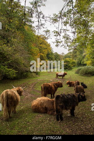 Herde von Hochlandrindern im Herbst, Osten-Wasser-Tal am Cloutsham, Exmoor Stockfoto