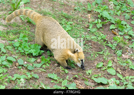 der große Nase Waschbär nach Mahlzeit sehr fröhlich Zeit verbringt Stockfoto