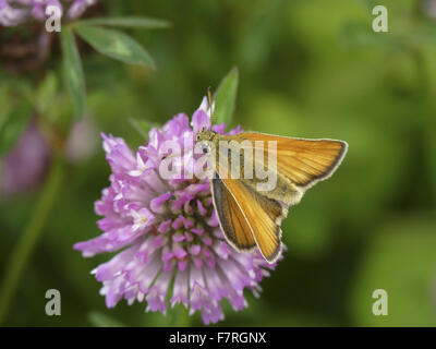 Kleiner Schmetterling Skipper, Weiblich Stockfoto