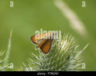 Kleiner Schmetterling Skipper, Weiblich Stockfoto