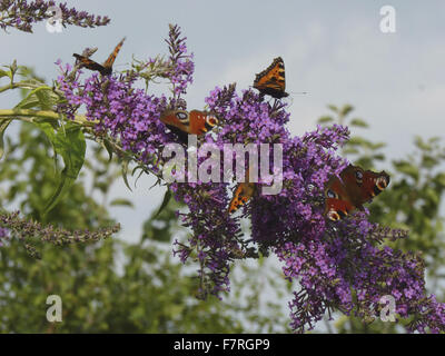 Kleiner Fuchs und Peacock Schmetterlinge auf Sommerflieder davidii Stockfoto