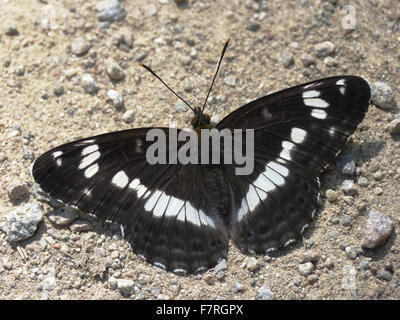 White Admiral Schmetterling, Männlich Stockfoto