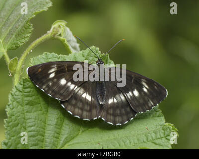 White Admiral Schmetterling, seltene Farbe form Stockfoto