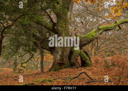 Alte knorrige hohlen Buche Pollard im Herbst, am Woosons-Hügel, New Forest, Hants. Stockfoto