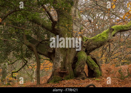 Alte knorrige hohlen Buche Pollard im Herbst, am Woosons-Hügel, New Forest, Hants. Stockfoto