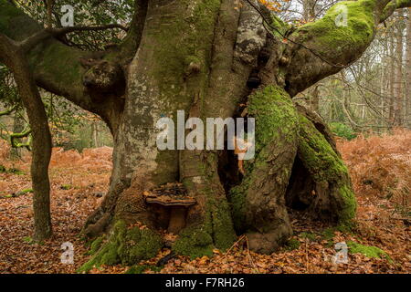 Alte knorrige hohlen Buche Pollard im Herbst, am Woosons-Hügel, New Forest, Hants. Stockfoto