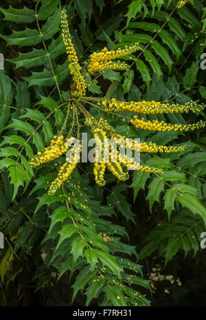 Japanische Stechpalme-Traube, Mahonia Japonica Sträucher blühen im frühen Winter. Hampshire. Stockfoto