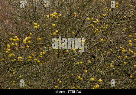 Reife wilde-Holzäpfel, Malus Sylvestris, noch auf dem Baum im Spätherbst, New Forest. Stockfoto