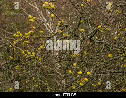 Reife wilde-Holzäpfel, Malus Sylvestris, noch auf dem Baum im Spätherbst, New Forest. Stockfoto