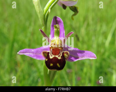 Biene Orchidee, Box Hill Stockfoto