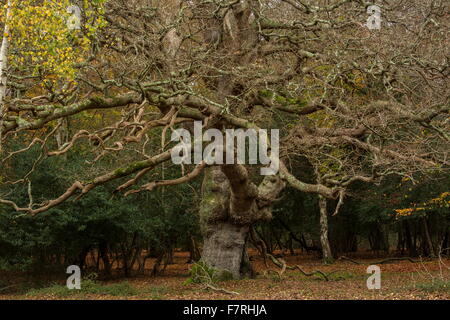 Gemischte streifte Holly und Eichenwälder im Herbst in London Minstead, New Forest Stockfoto