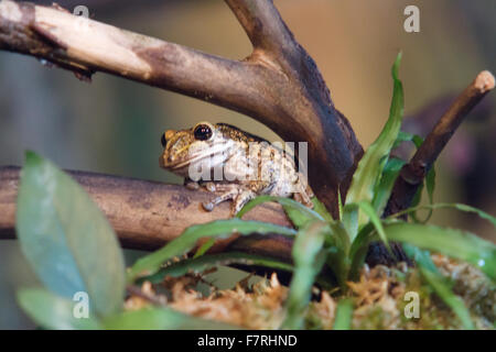 der einsame schöne Frosch sitzt unter Ästen und lässt Stockfoto