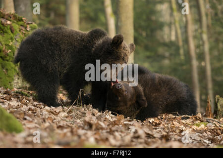 Europäische Braunbären / Braunbaeren (Ursus Arctos) in natürlichen Wald Studien ihre Stärke spielen / Hanteln herum Stockfoto