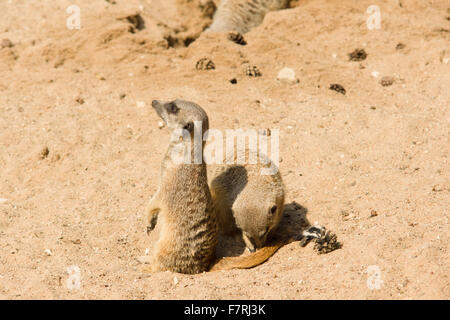 fröhlich und schön Surikata gehen über das eigene Geschäft im sand Stockfoto