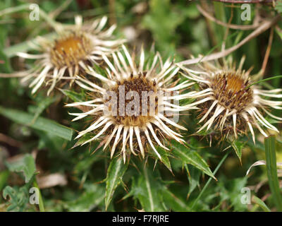 Carline Thistle Stockfoto