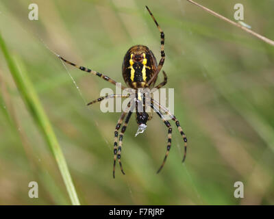 Wasp Spider im web Stockfoto