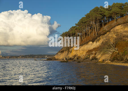 In der Nähe von Keramik Pier auf Brownsea Island, Dorset. Dieses Naturschutzgebiet Insel ist ein Paradies für Wildtiere wie Eichhörnchen und eine Vielzahl der Vögel. Stockfoto