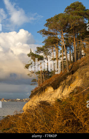 In der Nähe von Keramik Pier auf Brownsea Island, Dorset. Dieses Naturschutzgebiet Insel ist ein Paradies für Wildtiere wie Eichhörnchen und eine Vielzahl der Vögel. Stockfoto