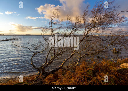 In der Nähe von Keramik Pier auf Brownsea Island, Dorset. Dieses Naturschutzgebiet Insel ist ein Paradies für Wildtiere wie Eichhörnchen und eine Vielzahl der Vögel. Stockfoto