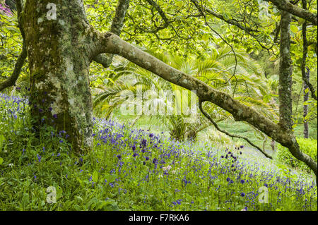 Blick nach unten durch die Zweige einer ausladenden Magnolienbaum über Glockenblumen, Bärlauch und Aquilegias, die in der abfallenden Wiese im Glendurgan Garden, Cornwall eingebürgert haben. Glendurgan beschrieb seine Schöpfer, die Quäker Alfred und Sarah Fox, Stockfoto