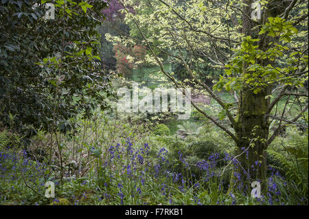 Ein üppiges Tal in die heimische Bäume wie Eiche Mix mit tropischen Exemplare darunter Scharlachrot blühende Embothrium Coccineum, alles umgeben von wilden Blumen wie Glockenblumen, Glendurgan Garden, Cornwall. Glendurgan beschrieb seine Schöpfer, die Qu Stockfoto