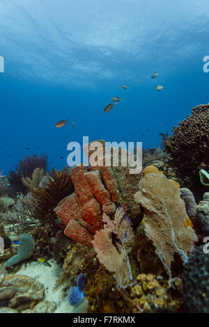 Nahaufnahme von bunten Korallen, Gorgonien, Schwämmen und Fische am Korallenriff aus Roatan im karibischen Meer Stockfoto