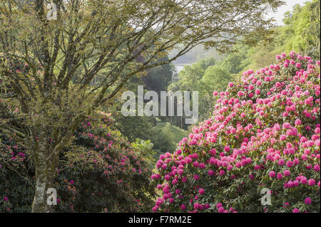 Wogende rosa Rhododendron rahmt einen Blick auf die Helford River von der Spitze des Tals, in Glendurgan Garden, Cornwall. Glendurgan wurde von seinen Schöpfern, die Quäker Alfred und Sarah Fox, als eine "kleine Frieden [sic] der Himmel auf Erden" bezeichnet. Stockfoto