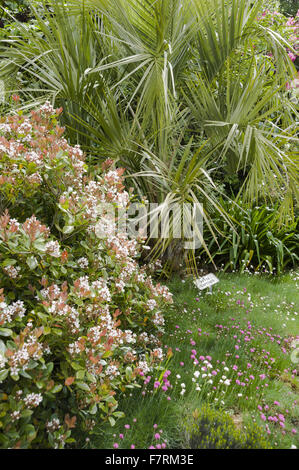 Rhaphiolepis Umbellata neben Gelee Palme Butia Capitata und blühenden Sparsamkeit in eine Grenze in der Nähe des Besucherzentrums im Glendurgan Garden, Cornwall. Glendurgan beschrieb seine Schöpfer, die Quäker Alfred und Sarah Fox, als eine "kleine Frieden [sic] der Hau Stockfoto