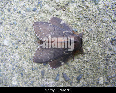 Hummer-Motte, dunkle form Stockfoto