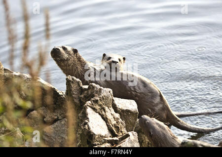 Familie von drei Otter am Rand des Wassers Stockfoto