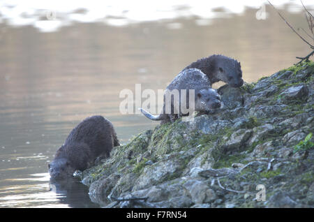 Familie von drei Otter am Rand des Wassers, früh Winter Morgenlicht Stockfoto