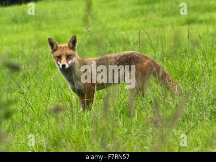 Adult Fox in Wiese Stockfoto